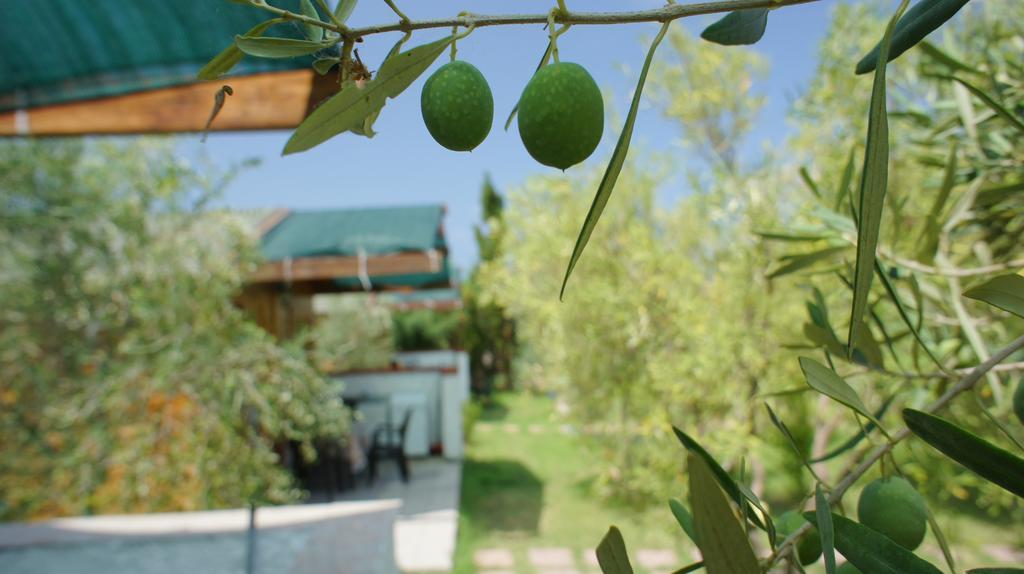 Agriturismo Tres Montes 索尔索 外观 照片